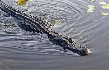 Amerikan timsahı (alligator mississippiensis) florida everglades içinde güneşin tadını çıkarma
