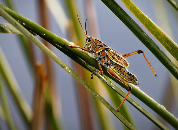 Primer Plano Grasshopper Lubber Oriental Maduro Romalea Microptera Descansando Hierba — Foto de Stock