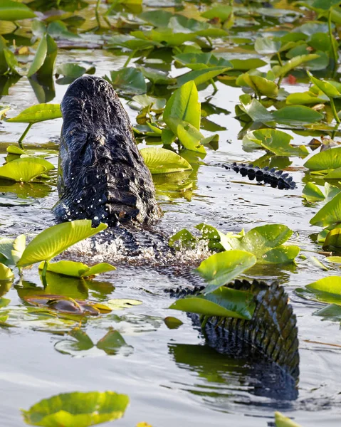 Amerikaanse Alligator Alligator Mississippiensis Uitvoeren Van Paring Ritueel Door Water — Stockfoto