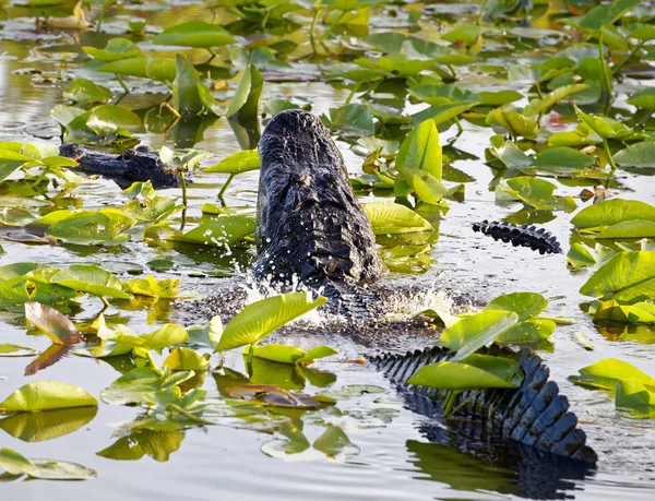 Amerikaanse Alligator Alligator Mississippiensis Uitvoeren Van Paring Ritueel Door Water — Stockfoto