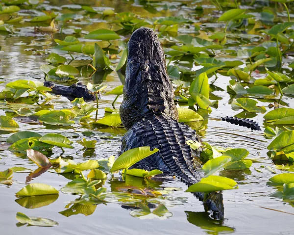 Американский Аллигатор Alligator Mississippi Ppiensis Выполняет Брачный Ритуал Помещая Пузырьки — стоковое фото