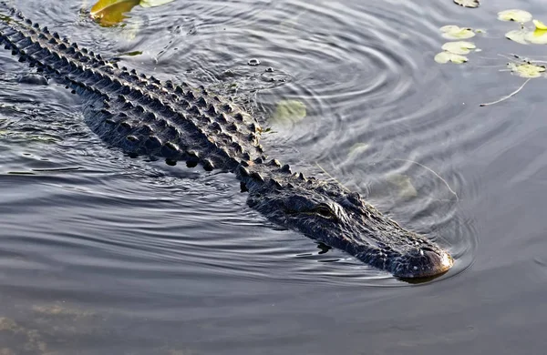 Jacaré Americano Alligator Mississippiensis Banhando Sol Nos Everglades Flórida — Fotografia de Stock