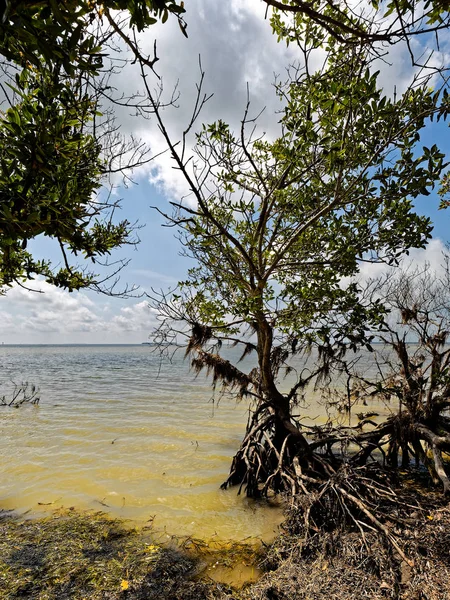 View Florida Bay Branches Red Mangrove Tree Most Southern Point — Stock Photo, Image