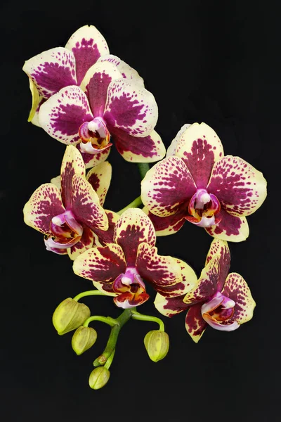 Közelről Egy Hibrid Lila Sárga Orchidea Phalaenopsis Család — Stock Fotó