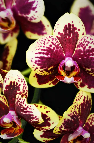 Close Hybrid Purple Yellow Orchid Phalaenopsis Family — Stock Photo, Image