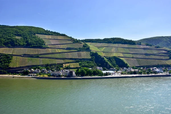 Weinberge Auf Einem Hügel Deutschland Rhein — Stockfoto