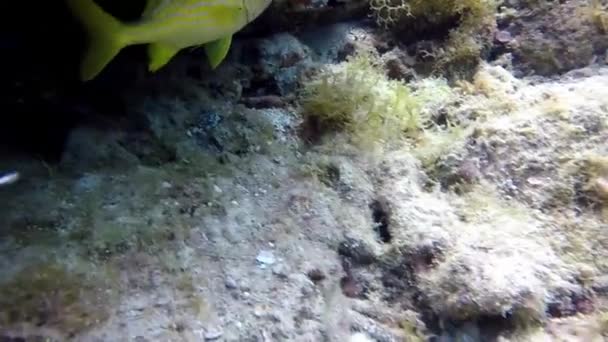 Un beau grognement français nageant dans les Caraïbes .