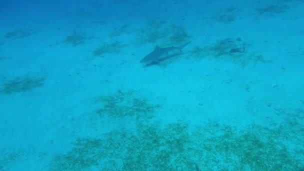 Tubarão Bico Negro Passar Distância Câmera Portátil Som Mergulhador Scuba — Vídeo de Stock