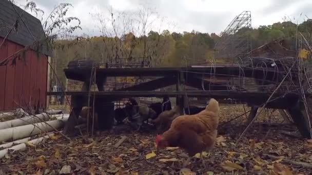 Κοτόπουλο Φύλλα Παύσεις Για Ελέγξετε Έξω Την Κάμερα Αναζήτηση Τροφής — Αρχείο Βίντεο