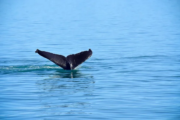 阿拉斯加朱诺观鲸旅行中的鲸鱼尾巴 — 图库照片