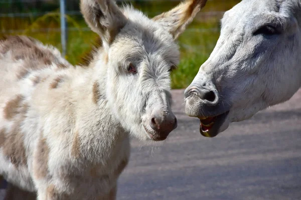 Madre Bebé Burro — Foto de Stock