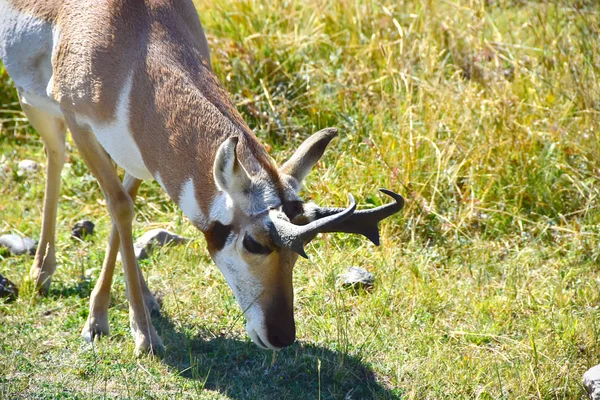 Bir Antilop Yeşil Çimenlerin Üzerinde Otlatma Pronghorn — Stok fotoğraf