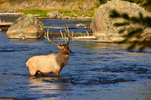 Bull Elk Crossing Madison River Yellowstone National Park — Stock Photo, Image
