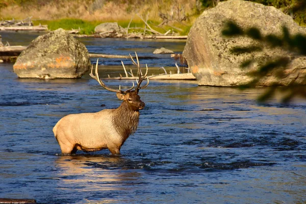 Bull Elk Přes Řeku Madison Yellowstone National Park — Stock fotografie