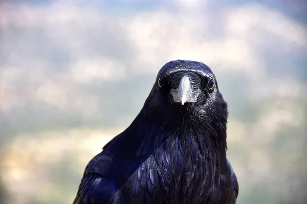 Portrét Raven — Stock fotografie