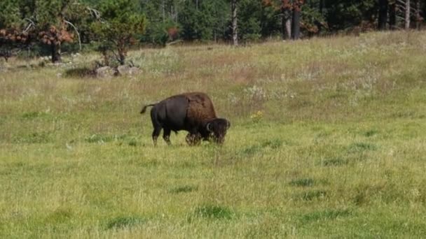 美国野牛在南达科他州卡斯特州立公园的一块地里吃草 手持式相机 — 图库视频影像
