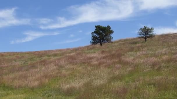Rumput Liar Dalam Hembusan Angin Lereng Bukit Custer State Park — Stok Video