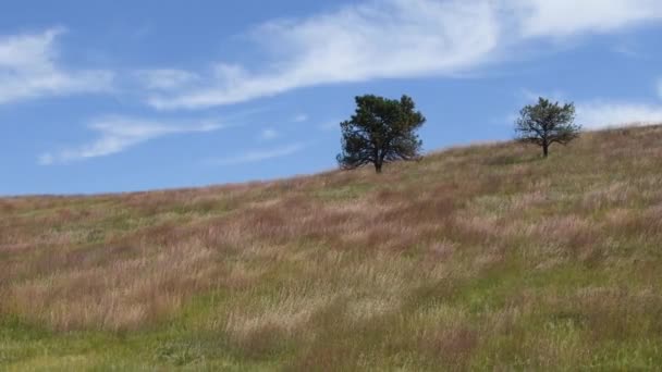 Vilda Gräs Vind Sluttning Vid Custer State Park South Dakota — Stockvideo