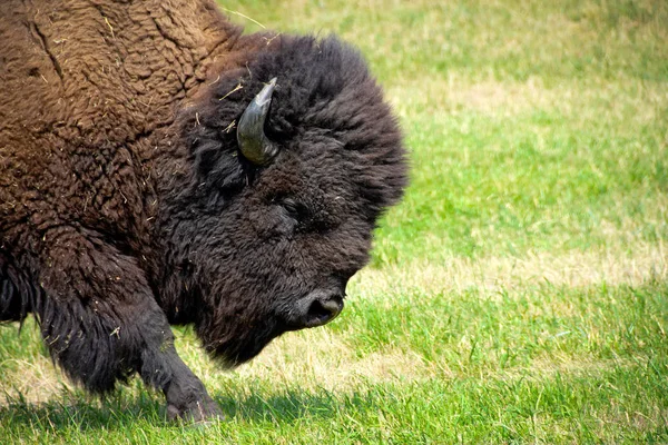 Buffalo Bison Caminando Campo Cubierto Hierba —  Fotos de Stock