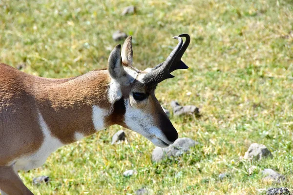 Bir Antilop Pronghorn Kapat — Stok fotoğraf