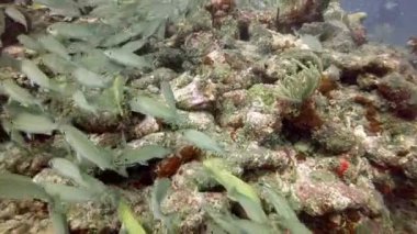 Antigua, Karayip dalış. Deniz sahne deniz kaplumbağasından ile yaşam ve resif. Kamera elini tuttum.