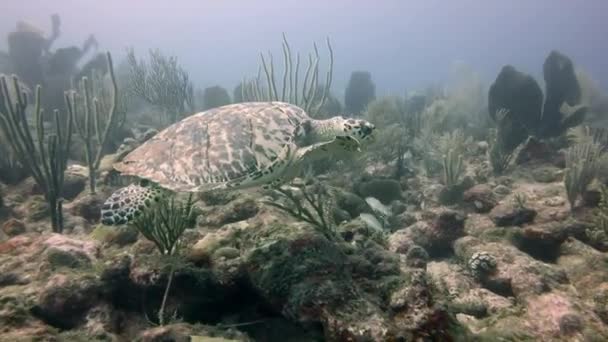 Sea Turtle Swimming Underwater Antigua Caribbean Handheld Sound Diver Breathing — Stock Video