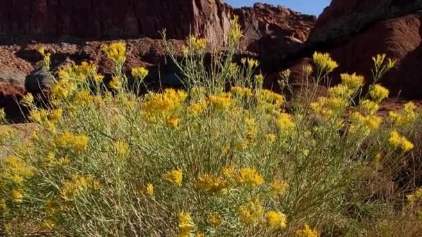 Μορμόνος Τσάι Ephedra Nevadensis Αυξάνεται Στο Καπιτώλιο Reef Εθνικό Πάρκο — Αρχείο Βίντεο