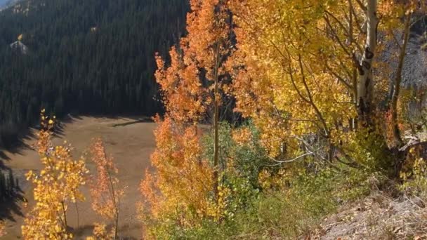 Aspens changeant de couleur le long du Skyway de San Juan, forêt nationale d'Uncompahgre, Colorado. Caméra verrouillée .