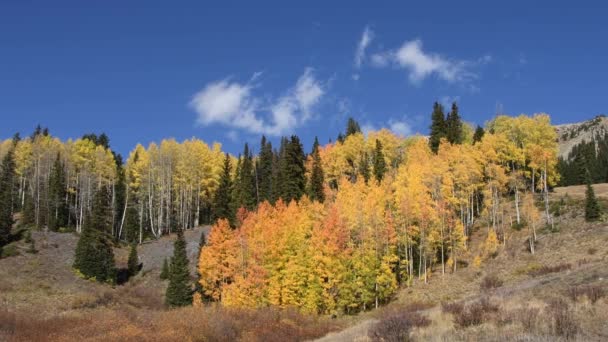 Coteau de trembles aux couleurs automnales avec des nuages blancs sanglants se déplaçant en arrière-plan. Tourné dans la forêt nationale d'Uncompahre, Colorado. Caméra verrouillée .