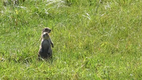 Two Prairie Dogs Standing Guard Duty Custer State Park South — Stock Video