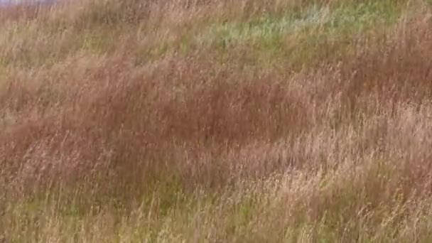 波浪形的草的山坡 南达科他州卡斯特州立公园 相机锁定 — 图库视频影像