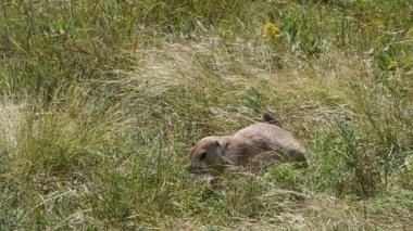 Çayır köpeği'ni çim Custer State Park, Güney Dakota, otlatma. Kamera el.