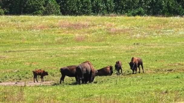 美国野牛在南达科他州卡斯特州立公园附近的一块地里吃草 相机手持 — 图库视频影像