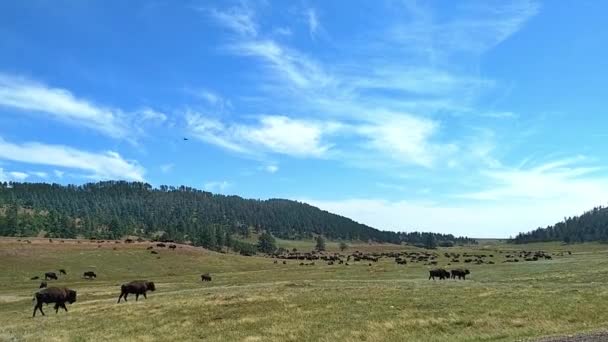 布法罗 美国野牛 在南达科他州卡斯特州立公园附近的一块地里吃草 手持式相机 — 图库视频影像