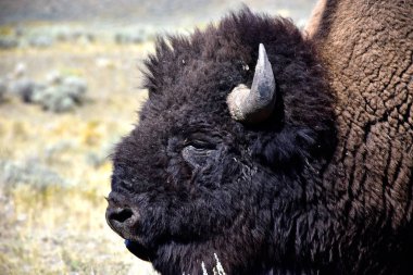 Erkek bir bufalo portresi kapatın.