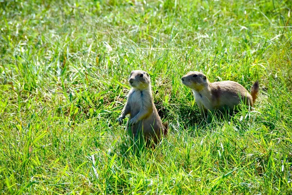 Deux Chiens Prairie Garde Dans Herbe Verte — Photo