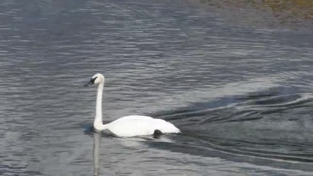 Swan Swims Yellowstone River Yellowstone National Park Camera Handheld Panning — Stock Video