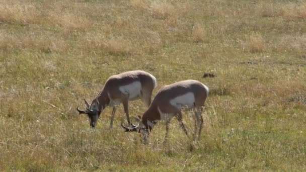 两只羚羊在南达科他州卡斯特州立公园的一块地里吃草 手持式相机 — 图库视频影像