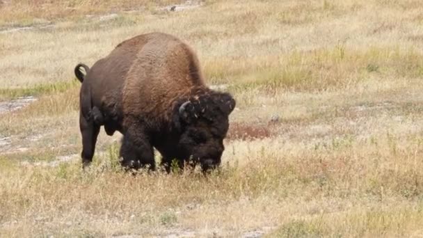 Ein Amerikanischer Bisonbulle Weidet Auf Einem Feld Der Nähe Des — Stockvideo