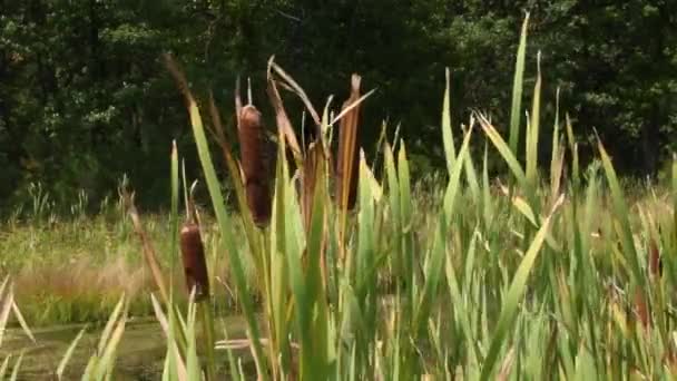 Cattails Kymácí Větru Custer State Park Jižní Dakota Fotoaparát Uzamčen — Stock video