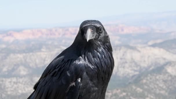 Raven Portrét Jako Pták Posazený Stacionární Kapesní Fotoaparát — Stock video