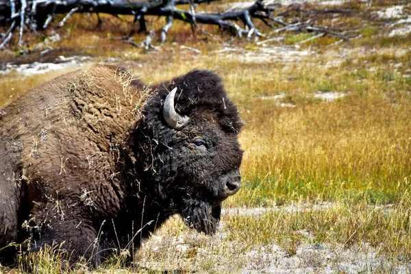 Portret Van Een Mannelijke Buffalo Rusten — Stockfoto