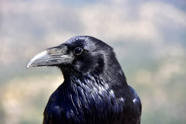 Portrait Raven Stock Picture