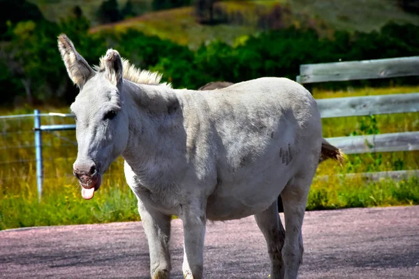 Burro salvaje — Foto de Stock