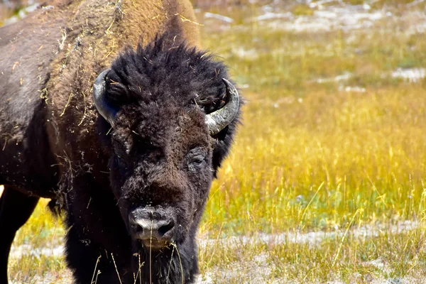 Portret van een buffel — Stockfoto