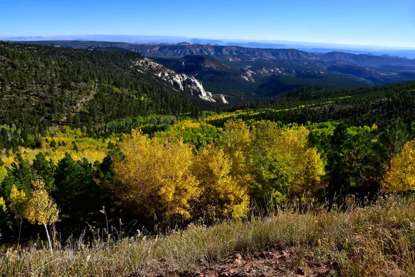 Bosque nacional Dixie —  Fotos de Stock