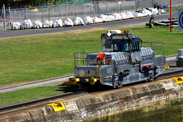 Muilezel aan het Panama kanaal — Stockfoto