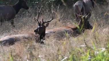 Tembel Elk sabah güneş ışığında güneşlenme. Kamera kilitli.