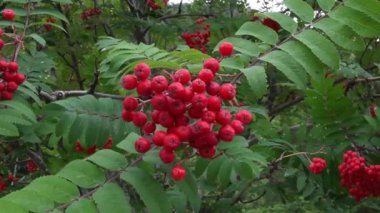 Kırmızı meyveler hafifçe esinti sallanan. kamera el.
