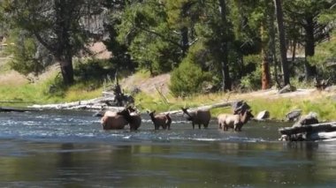 Batı Yellowstone, Yellowstone Milli Parkı yakınlarındaki Madison Nehri'nde duran Elk Sürüsü. Kamera el.